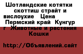 Шотландские котятки: скоттиш-страйт и вислоухие › Цена ­ 3 000 - Пермский край, Кунгур г. Животные и растения » Кошки   